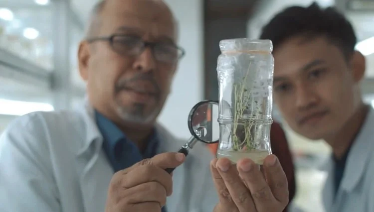 UMM Potato Seeds Sukses Kembangkan Bisnis Benih Kentang