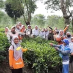 Usai Outbound, Guru Spemdalas Keliling Kebun Teh Naik Kereta