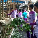 Ada Kursus Pemuliaan Hewan Kurban, Beginilah Caranya