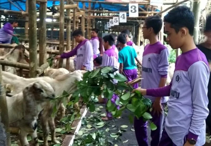 Ada Kursus Pemuliaan Hewan Kurban, Beginilah Caranya