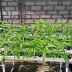 Asyiknya Siswa Mimsatu Ujungpangkah Panen Sayur