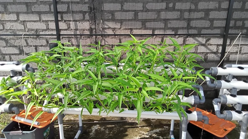 Asyiknya Siswa Mimsatu Ujungpangkah Panen Sayur