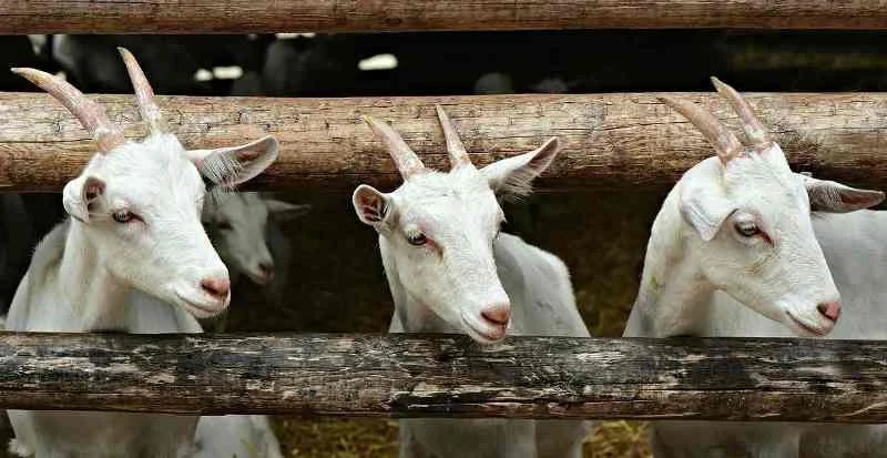 Hukum Memotong Hewan