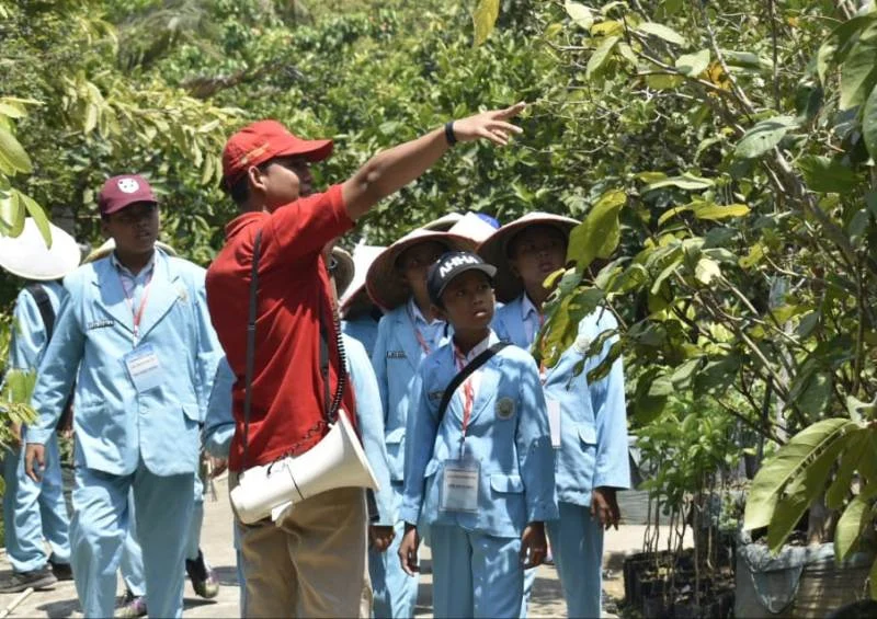 Di Kebun Ini Dapat Dinikmati Sawo Hitam, Makan Jeruk Nagami dengan Kulitnya