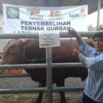 Naik 4 Kali Lipat, Kalengkan 8 Ton Daging 41 Sapi Limosin untuk KornetMu-RendangMu