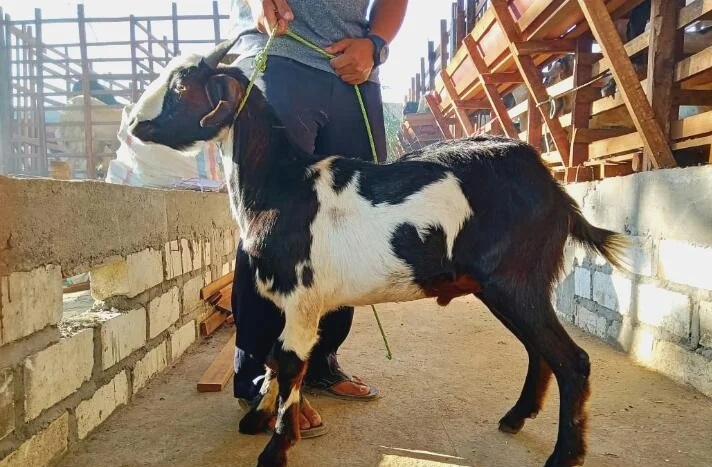 Hewan Apakah yang Lebih Utama untuk Ibadah Kurban?