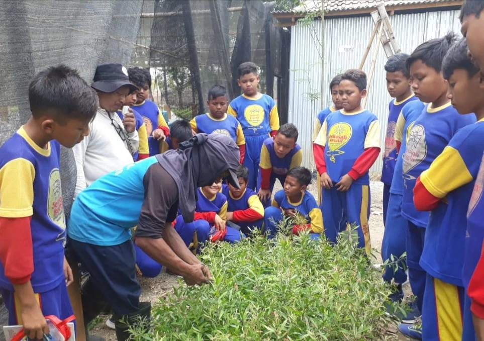 SD Musi Ajak Siswa Belajar di Pabrik Minyak Kayu Putih Kupang