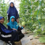 Ini Oleh-Oleh SMPM Jipat Paciran Belajar Bertani Green House di Sedangharjo