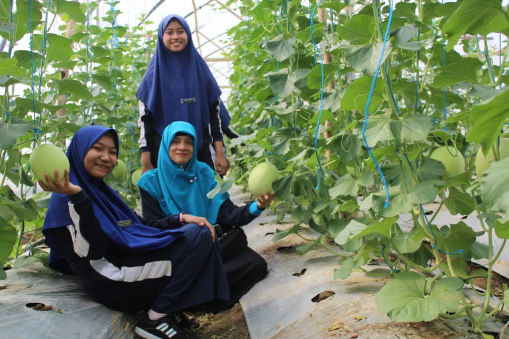 Ini Oleh-Oleh SMPM Jipat Paciran Belajar Bertani Green House di Sedangharjo