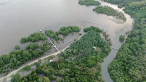 Ekowisata Mangrove Hijau Daun Bawean Raih Golden Proper