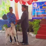 Milad Meriah Berhadiah Kambing Etawa yang Bikin Ketawa