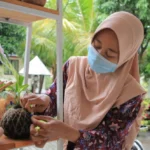Percantik Janda Bolong dengan Kokedama