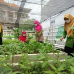 Seru! Panen Perdana di Organic Farm TK Aisyiyah 42 Gresik