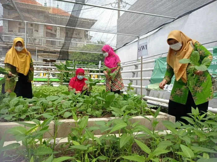 Seru! Panen Perdana di Organic Farm TK Aisyiyah 42 Gresik
