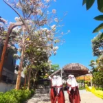 Tabebuya Bermekaran di Ekowisata SD mugeb, Siswa Terpukau