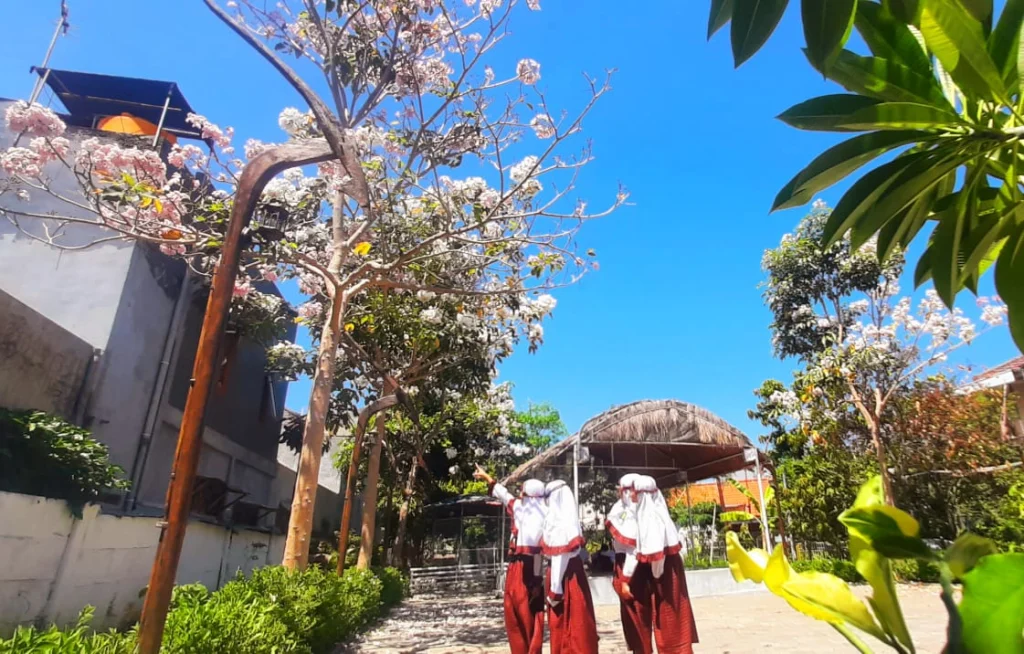 Tabebuya Bermekaran di Ekowisata SD mugeb, Siswa Terpukau