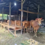 Pemuda Muhammadiyah Waru Pamekasan Bagikan Lebih dari 2.000 Paket Kurban pada Idul Adha 1446 H