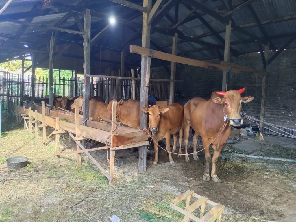 Pemuda Muhammadiyah Waru Pamekasan Bagikan Lebih dari 2.000 Paket Kurban pada Idul Adha 1446 H