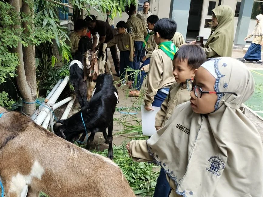 Suasana Riang Siswa SD Musix Saat Sambut Kambing Kurban
