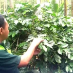 Anda Penikmat Kopi? Simak Jelajah Kebun Kopi Dosen Brawijaya Ini