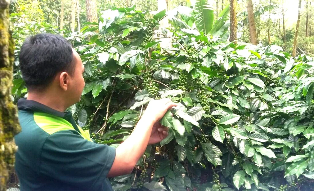 Anda Penikmat Kopi? Simak Jelajah Kebun Kopi Dosen Brawijaya Ini