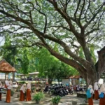 Seteduh Beringin dan Gazebo, 3 Sekolah Ini Bikin Betah seakan Waktu Berjalan Selambat Running Text