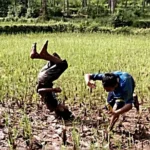 Asyiknya Anak-Anak Itu Bermain Salto di Tengah Sawah Berlepotan Lumpur