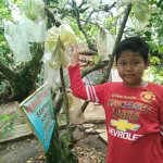 Menikmati Sensasi Memetik Belimbing Ranum di Kebun Desa Moyoketen