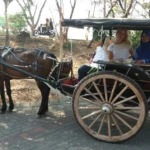 Kali Pertama Naik Delman, Gadis Rumania Ini Merasa seperti dalam Film