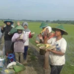 Di Sawah Mojorembun, Ibu-Ibu Aisyiyah dan Muslimat Tak Ada Sekat