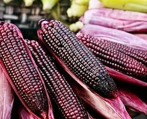 Siswa Smamsatu Berhasil  Kembangkan Jagung Ungu Transgenik