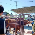 Kurban di Kedanyang Pakai Alat Perebah Sapi