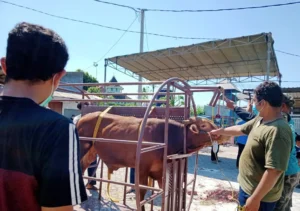 Kurban di Kedanyang Pakai Alat Perebah Sapi