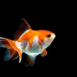 Nikmatnya Jadi Ikan Kecil di Kolam Besar