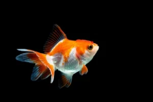 Nikmatnya Jadi Ikan Kecil di Kolam Besar