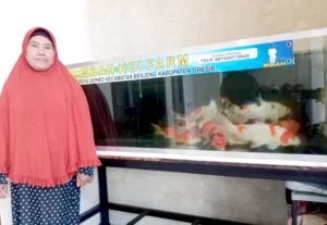 Unik, Gerak Jalan di Benjeng Berhadiah Akuarium Ikan Koi Senilai Rp 15 Juta