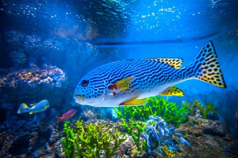 Sob! Ayo Bergerak seperti Ikan di Laut