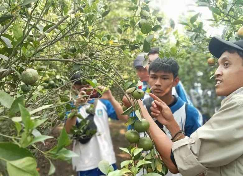 Jeruk Poncokusumo Jadi Objek Penelitian Siswa Smamda
