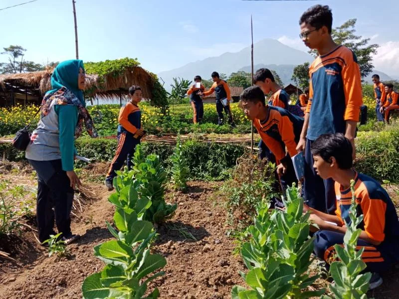 Melihat Kebun Organik, Begini Merawat Tanaman Tanpa Pestisida