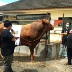 Lazismu Jatim Proses Kurban Kemasan Senilai Rp 14 Miliar