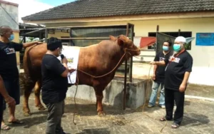 Lazismu Jatim Proses Kurban Kemasan Senilai Rp 14 Miliar