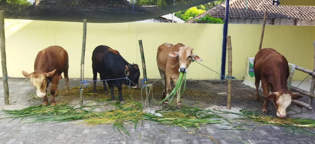 Idul Adha 1445 H, PRM Penganten Sembelih 13 Sapi & 11 Kambing