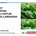 Pakar UMSurabaya: Tembakau Bisa Cegah Demam Berdarah