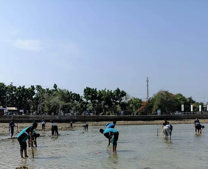 Mamsaka Tanam 1000 Bakau di Pantai Lorena