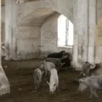 Masjid Agdam Jadi Kandang Babi oleh Armenia