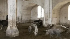 Masjid Agdam Jadi Kandang Babi oleh Armenia