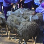 Idul Adha Saatnya Praktik Fikih Kurban untuk Siswa