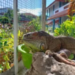 SD Mugeb Kedatangan Hewan Hijau dan Orange