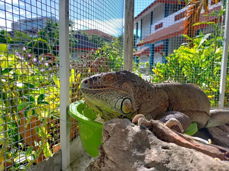 SD Mugeb Kedatangan Hewan Hijau dan Orange