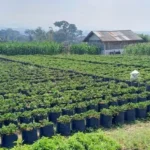 Desa Wisata, Mahasiswa Ini Bantu Marketingnya